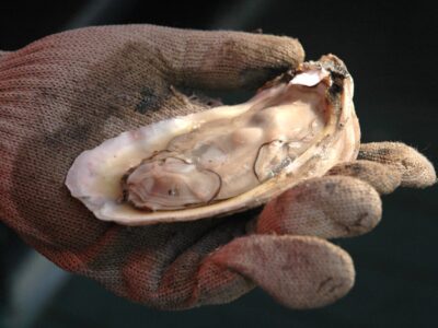 Alabama Oyster Community Meeting to be held September 13