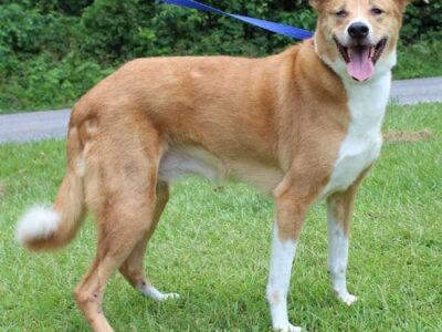 PAHS Featured Pet of the Week