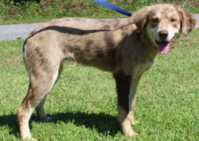 PAHS Featured Pet of the Week
