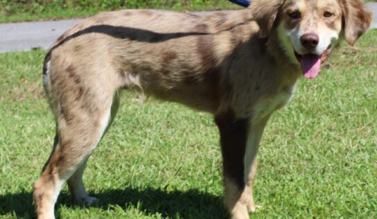 PAHS Featured Pet of the Week 