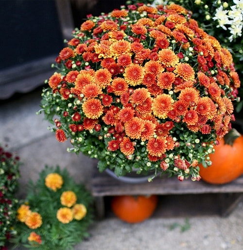 Mum season is on the way; Learn how NOT to kill them