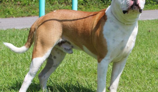 PAHS Pet of the Week is Prince! Handsome Guy with Lots of Energy