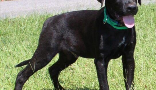 PAHS Pet of the Week is George! He is very Outgoing and Loving, and Looking for a family