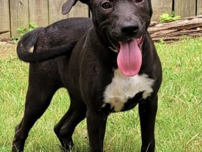 HSEC Pet of the Week is Dixie; She is super playful and loves her treats!