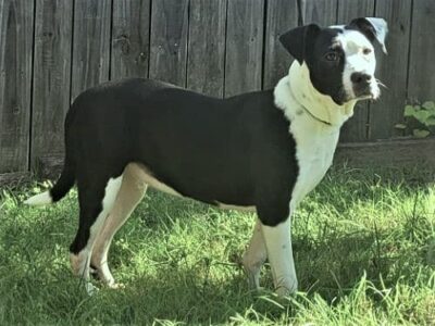 HSEC Pet of the Week: Meet MooMoo! A lap dog that Loves to Snuggle