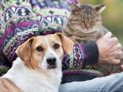 HSEC Reminds us that November is Adopt a Senior Pet Month