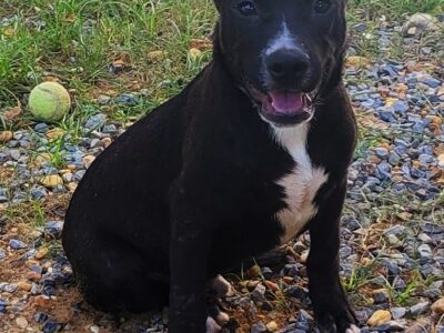 Meet Neptune! HSEC Pet of the Week is Playful, but not Hyper; Loves Treats!