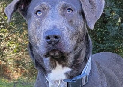 Hank is Big and Beautiful and Looking for a Family (without Chickens)
