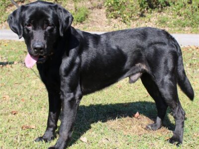 <strong>Meet Jack! He is the PAHS Pet of the Week</strong>