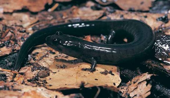 Red Hills Salamander Habitat and Access to Outdoor Recreation to Expand in South Alabama
