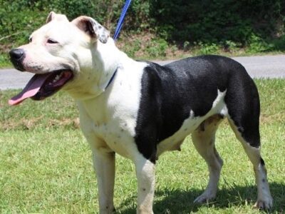 <strong>Meet Sadie! PAHS Pet of the Week is high energy and needs a Securely Fenced Yard to Play Safely</strong>