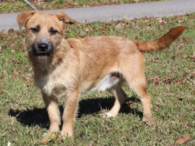 PAHS Pet of the Week is Odin! Precious with a Wiry Coat, he is a Loving Little Guy