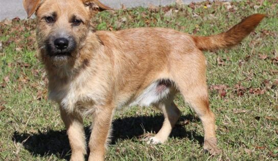 PAHS Pet of the Week is Odin! Precious with a Wiry Coat, he is a Loving Little Guy