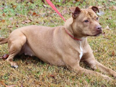 PAHS Pet of the Week: Nala is good with Other Dogs and Children and very Sweet