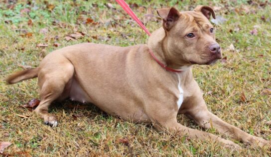 PAHS Pet of the Week: Nala is good with Other Dogs and Children and very Sweet