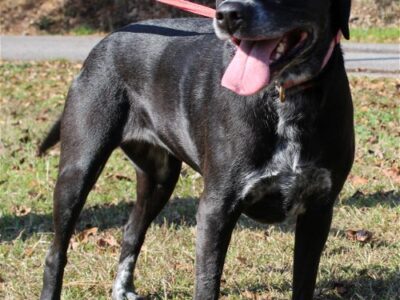 Pet of the Week for Autauga County