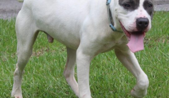 <strong>PAHS Pet of the Week is Asher! Handsome Fellow with Lots of Energy</strong>