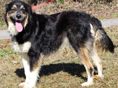 <strong>PAHS Pet of the Week: Meet Bolt! He is Well-Behaved and Very Sweet</strong>