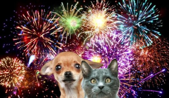 <strong>With NYE Fireworks, Lost Pet Posts are Coming, but you can Plan now to Prevent them</strong>