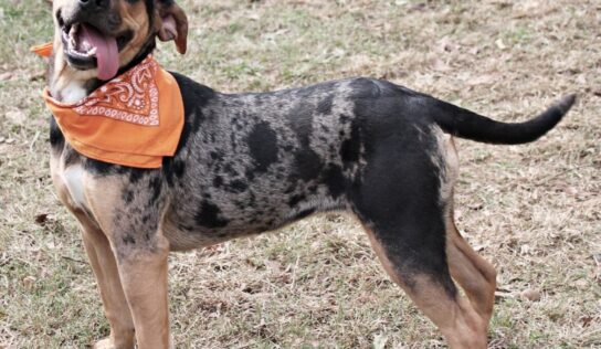 HSEC Pet of the Week is Mia! She is a Very Playful and Happy Girl and waiting for a new Family