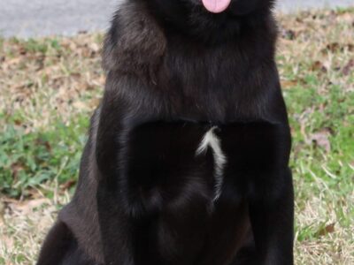 PAHS Pet of the Week is Savannah! 4-Month-Old Black Lab mix is a Sweetheart