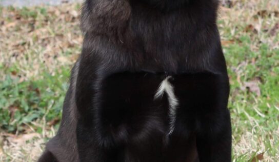 PAHS Pet of the Week is Savannah! 4-Month-Old Black Lab mix is a Sweetheart