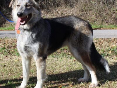 B.J. is PAHS Pet of the Week: With a High Energy Level, she would be best with an Active Adopter for Outdoor Adventures