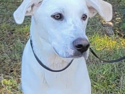 HSEC Pet of the Week is Doc; Recovered from Injury, he is Great with Other Dogs