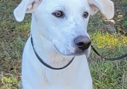 HSEC Pet of the Week is Doc; Recovered from Injury, he is Great with Other Dogs