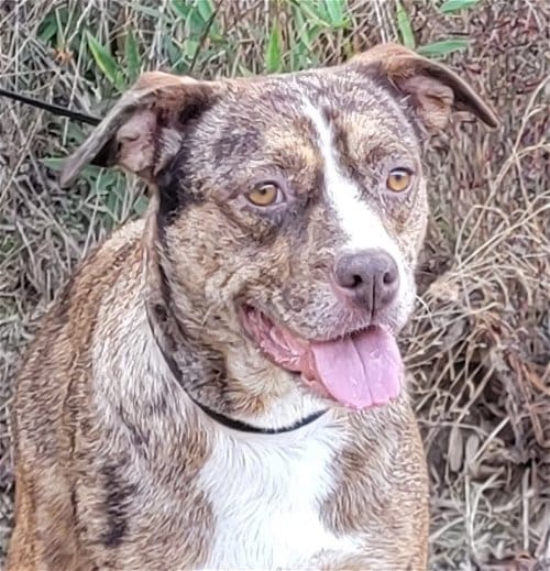 HSEC Pet of the Week: Meet Starr! High Energy, Loves to Cuddle