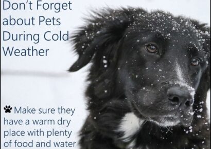 <strong>HSEC Offers Wet and Cold Weather Tips for your Pets</strong>