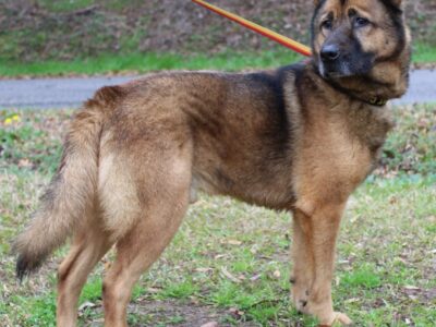 Meet Maxwell, PAHS’s Pet for this Week! A Perfect Gentleman