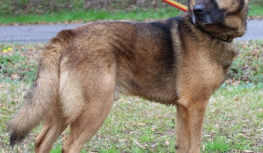 Meet Maxwell, PAHS’s Pet for this Week! A Perfect Gentleman