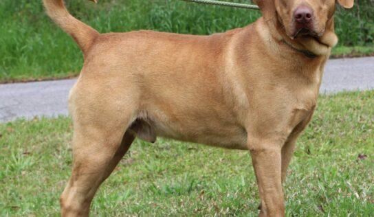 Big, Beautiful Ben is Waiting for a home at Prattville Autauga Humane Shelter!