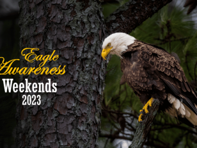 Eagle Awareness Weekend begins today at Lake Guntersville State Park