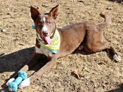 HSEC Pet of the Week is Franklin! High Energy, loves people, needs Active Owner and Running Buddy