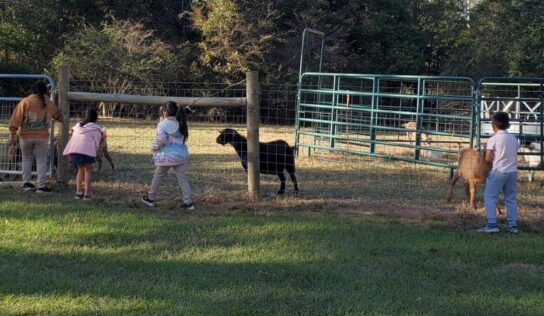 Pet Goats Shot, Killed in Butler County; CrimeStoppers Offers Reward