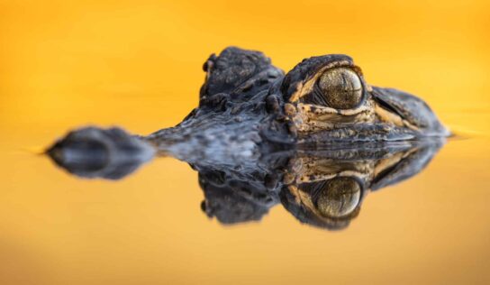 Winners of the 2023 Outdoor Alabama Photo Contest Announced