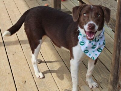 Elmore County Pet of the Week is Cherokee