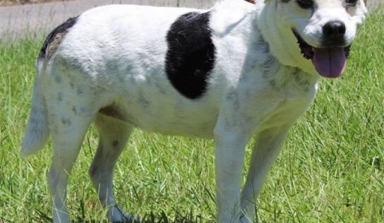 PAHS: <strong>Beatrice is a ‘Golden Girl’ waiting on the Perfect Family</strong>