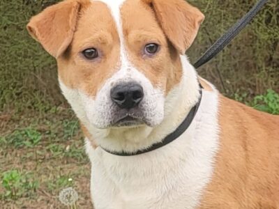 HSEC Pet of the Week is Simone; An old soul, she is a Cuddle Bug