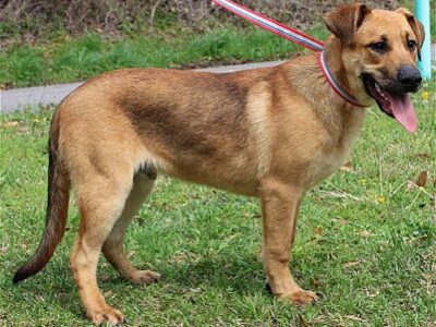 Iron Man is PAHS Pet of the Week; A Perfect Gentleman