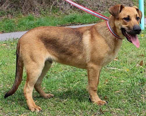 Iron Man is PAHS Pet of the Week; A Perfect Gentleman