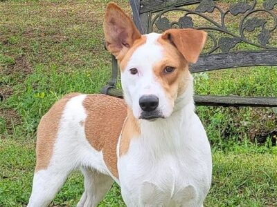 HSEC Pet of the Week: Katie is Super Sweet, Good with Dogs and Cats