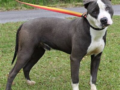 PAHS Pet of the Week: Meet Prince! Calm, Sweet and Well-Behaved