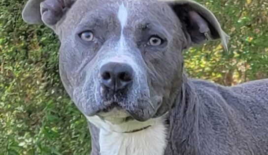 HSEC Pet of the Week is Diamond; Great with All Dogs, Housetrained