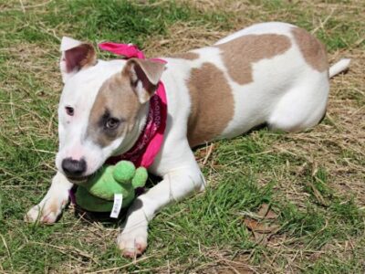 HSEC Pet of the Week: Meet Wonder! Super Sweet and Loving