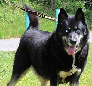 PAHS Pet of the Week: Meet Big Brodie! Magnificent Fellow