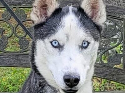 HSEC Pet of the Week: Meet Celeste! Active Gal that Loves Toys