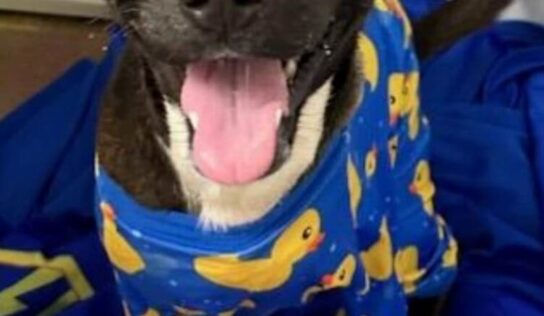 HSEC Pet of the Week: Mercy had Horrible Injury but remains Active, Agile